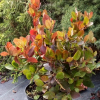 Fotergilla olszolistna Harold Epstein-Fothergilla gardenii