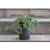 Choina kanadyjska Cole's Prostrate -Tsuga canadensis 0007