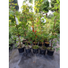 Klon ściętolistny - Acer truncatum