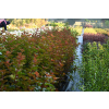 Pęcherznica kalinolistna Magic Ball - Physocarpus opulifolis