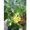 Bukszpan wieczniezielony Pyramidalis-Buxus sempervirens