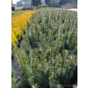 Taxus baccata Kazimierz Nowak