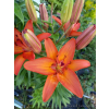 Lilia azjatycka Orange Pixie-Lilium asiatic