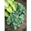 Funkia Blue Mouse Ears - Hosta hybrid