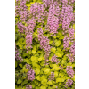 Dąbrówka rozłogowa Gold Chang - Ajuga reptans