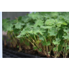 Bodziszek Renarda Philippe Vapelle - Geranium renardii