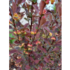Berberys Thunberga Helmond Pillar - Berberis thunbergii