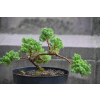 Jałowiec rozesłany Nana - Juniperus procumbens 0021
