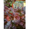 Berberys Thunberga Bagatelle-Berberis thunbergii