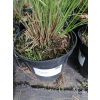 Przyostnia Lindheimera - Muhlenbergia Lindheimeri