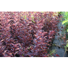Pęcherznica kalinolistna Centre Glow - Physocarpus opulifolius