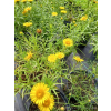 Oman wąskolistny-Inula ensifolia Compacta