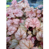 Żuraweczka-Heucherella Copper Cascade