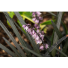 Konwalnik płaskopędowy Nigrescens - Ophiopogon planiscapus Nigrescens