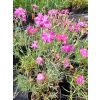 Goździk siny-Dianthus gratianopolitanus