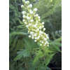 Tawlina jarzębolistna Sem-Sorbaria sorbifolia