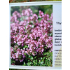 Macierzanka piaskowa Magic Carpet - Thymus serpyllum