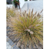 Rozplenica japońska Hameln - Pennisetum alopecuroides