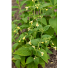 Kocimiętka himalajska - Nepeta govaniana