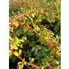 Irga Dammera Cardinal-Cotoneaster dammeri