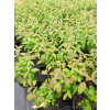 Dereń powabny Lady Jane-Cornus amomum