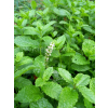 Mięta marokańska-Mentha spicata Moroccan