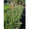 Trytoma groniasta-Kniphofia