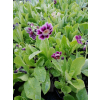 Pierwiosnek omszony-Primula pubescens