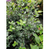 Ostrokrzew Blue Prince-Ilex x meserveae