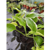 Funkia z białymi obrzeżami-Hosta