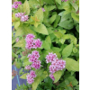 Tawuła japońska Golden Princess-Spiraea japonica
