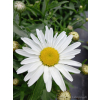 Złocień wielki Silver Princess-Leucanthemum maximum