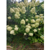 Hortensja bukietowa Limelight-Hydrangea paniculata