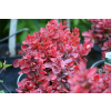 Berberys Thunberga Ruby Star - Berberis thunbergii