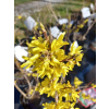 Forsycja pośrednia Spectabilis-Forsythia x intermedia