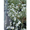 Rogownica kutnerowata-Cerastium bibersteinii