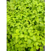 Melisa lekarska-Melissa officinalis