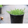 Rozchodnik ostry-Sedum acre