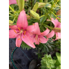Lilia azjatycka Sorocaba-Lilium asiatic