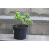 Jałowiec rozesłany Nana - Juniperus procumbens 0022
