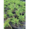 Jałowiec chiński Shimpaku-Juniperus chinensis