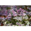 Dąbrówka rozłogowa Burgundy Glow - Ajuga reptans