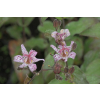 Trójsklepka owłosiona - Tricyrtis hirta