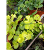 Tojeść rozesłana-Lysimachia nummularia Goldilocks