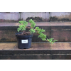 Jałowiec rozesłany Nana - Juniperus procumbens 0024