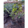 Ostrokrzew Blue Princess-Ilex x meserveae