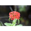Firletka chalcedońska - Lychnis chalcedonica