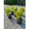 Żywotnik zachodni Golden Globe-Thuja occidentalis