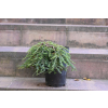 Choina kanadyjska Cole's Prostrate -Tsuga canadensis 0005