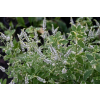 Mięta ananasowa-Mentha rotundifolia